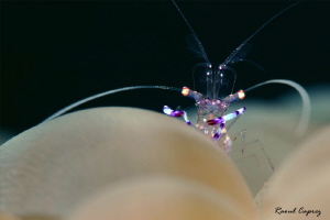 Curious little shrimp by Raoul Caprez 